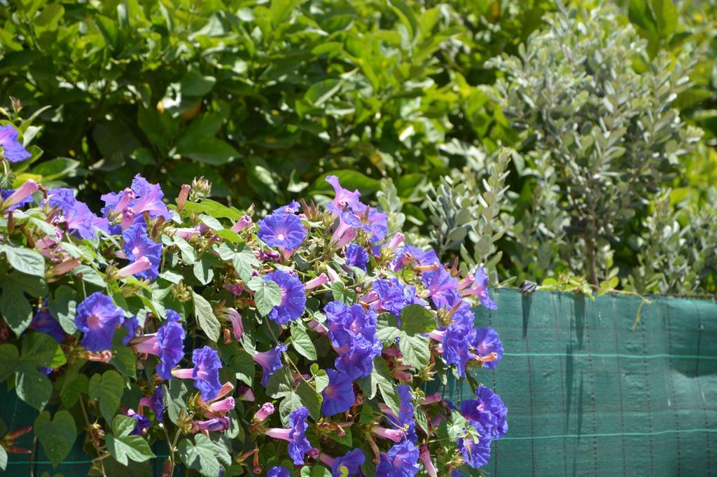 פאביננה Guest House Al Giardino Dei Limoni מראה חיצוני תמונה
